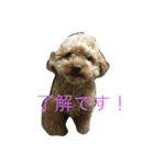 プーとショコラ（個別スタンプ：1）