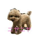 プーとショコラ（個別スタンプ：4）