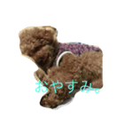 プーとショコラ（個別スタンプ：5）