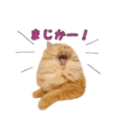 もふもふヒナシュー（個別スタンプ：8）