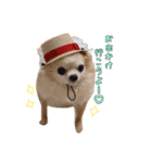 もふもふヒナシュー（個別スタンプ：15）