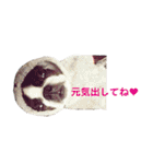 ボストンテリアつぶ＆むぎ（個別スタンプ：14）