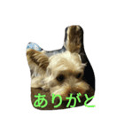 ぜんくん の日常（個別スタンプ：6）