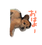 チワックスのデール君（個別スタンプ：1）