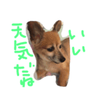 チワックスのデール君（個別スタンプ：2）