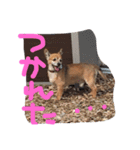 チワックスのデール君（個別スタンプ：11）