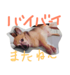 チワックスのデール君（個別スタンプ：17）