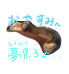チワックスのデール君（個別スタンプ：20）