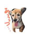 チワックスのデール君（個別スタンプ：23）