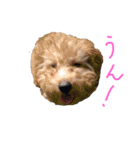 お空の上のリアルマクちゃん（個別スタンプ：19）