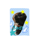 Mydogs is lovely.（個別スタンプ：1）