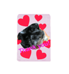 Mydogs is lovely.（個別スタンプ：6）