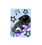 Mydogs is lovely.（個別スタンプ：7）