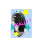 Mydogs is lovely.（個別スタンプ：8）