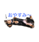 dog of my house（個別スタンプ：1）