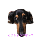dog of my house（個別スタンプ：2）