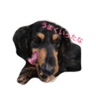 dog of my house（個別スタンプ：4）