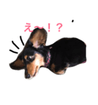 dog of my house（個別スタンプ：5）