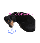 dog of my house（個別スタンプ：7）