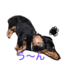 dog of my house（個別スタンプ：8）