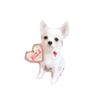 トィプーとチワワのスタンプです♡（個別スタンプ：1）