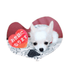 トィプーとチワワのスタンプです♡（個別スタンプ：4）