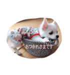 トィプーとチワワのスタンプです♡（個別スタンプ：5）