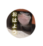 レオパのネモフィー2（個別スタンプ：1）