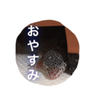 レオパのネモフィー2（個別スタンプ：2）