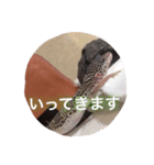 レオパのネモフィー2（個別スタンプ：3）