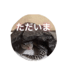 レオパのネモフィー2（個別スタンプ：4）