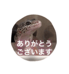 レオパのネモフィー2（個別スタンプ：5）