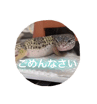レオパのネモフィー2（個別スタンプ：6）