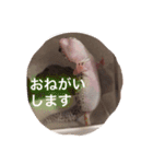 レオパのネモフィー2（個別スタンプ：7）