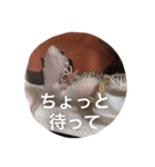 レオパのネモフィー2（個別スタンプ：8）