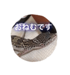 レオパのネモフィー2（個別スタンプ：10）
