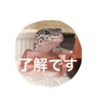 レオパのネモフィー2（個別スタンプ：11）