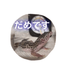 レオパのネモフィー2（個別スタンプ：12）