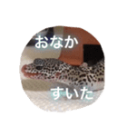 レオパのネモフィー2（個別スタンプ：13）
