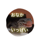 レオパのネモフィー2（個別スタンプ：14）