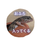 レオパのネモフィー2（個別スタンプ：15）