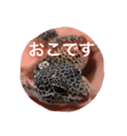レオパのネモフィー2（個別スタンプ：16）