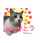 ごま吉くん日和2使える日本語（個別スタンプ：1）