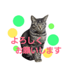 ごま吉くん日和2使える日本語（個別スタンプ：4）