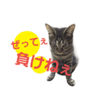 ごま吉くん日和2使える日本語（個別スタンプ：6）