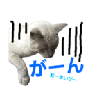 ごま吉くん日和2使える日本語（個別スタンプ：7）
