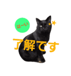 ごま吉くん日和2使える日本語（個別スタンプ：9）