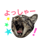 ごま吉くん日和2使える日本語（個別スタンプ：13）
