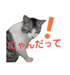 ごま吉くん日和2使える日本語（個別スタンプ：17）