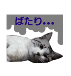 ごま吉くん日和2使える日本語（個別スタンプ：22）